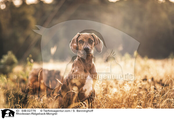 Rhodesian-Ridgeback-Mischling / Rhodesian-Ridgeback-Mongrel / SIB-02776