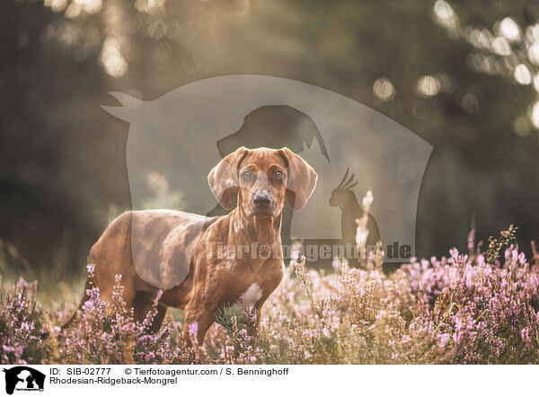 Rhodesian-Ridgeback-Mischling / Rhodesian-Ridgeback-Mongrel / SIB-02777