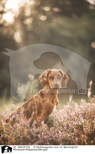 Rhodesian-Ridgeback-Mischling / Rhodesian-Ridgeback-Mongrel / SIB-02778