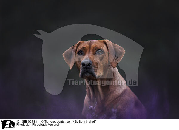 Rhodesian-Ridgeback-Mischling / Rhodesian-Ridgeback-Mongrel / SIB-02783