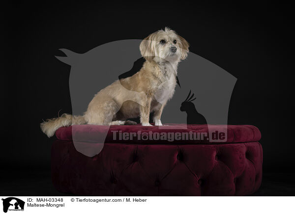 Malteser-Mischling / Maltese-Mongrel / MAH-03348