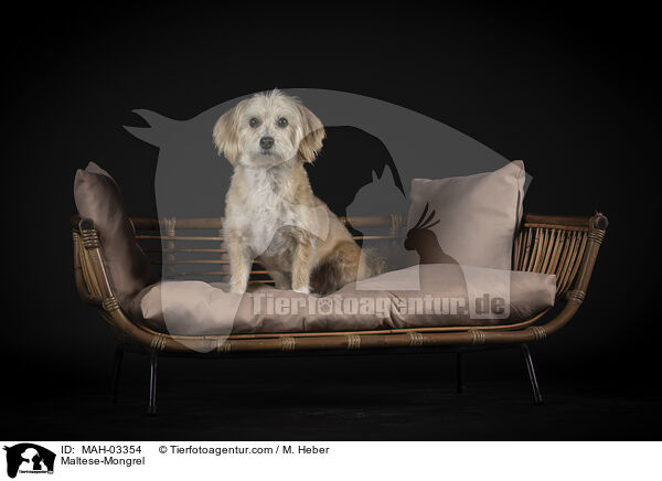 Malteser-Mischling / Maltese-Mongrel / MAH-03354