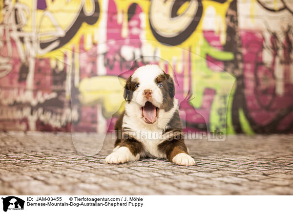 Berner-Sennenhund-Australian-Shepherd Welpe / Bernese-Mountain-Dog-Australian-Shepherd Puppy / JAM-03455