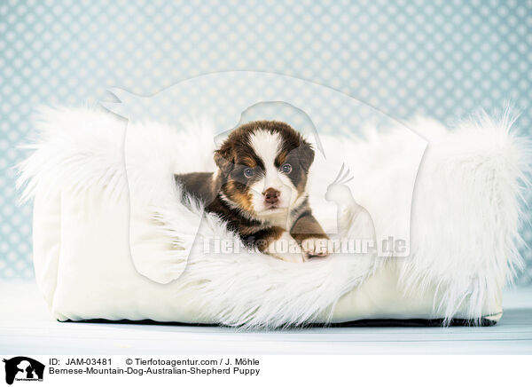 Berner-Sennenhund-Australian-Shepherd Welpe / Bernese-Mountain-Dog-Australian-Shepherd Puppy / JAM-03481