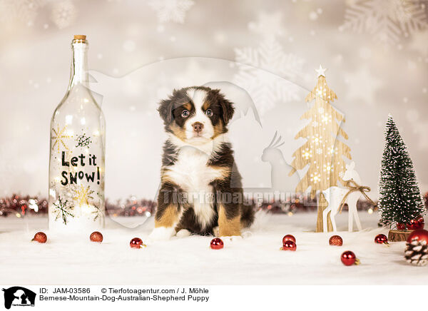 Berner-Sennenhund-Australian-Shepherd Welpe / Bernese-Mountain-Dog-Australian-Shepherd Puppy / JAM-03586