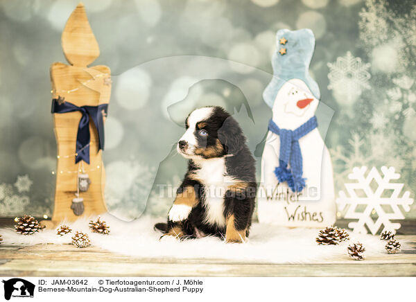 Berner-Sennenhund-Australian-Shepherd Welpe / Bernese-Mountain-Dog-Australian-Shepherd Puppy / JAM-03642