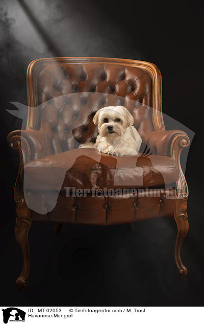 Havaneser-Mischling / Havanese-Mongrel / MT-02053