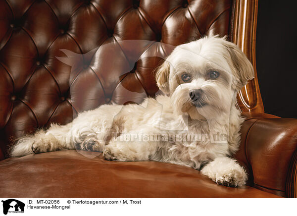 Havaneser-Mischling / Havanese-Mongrel / MT-02056