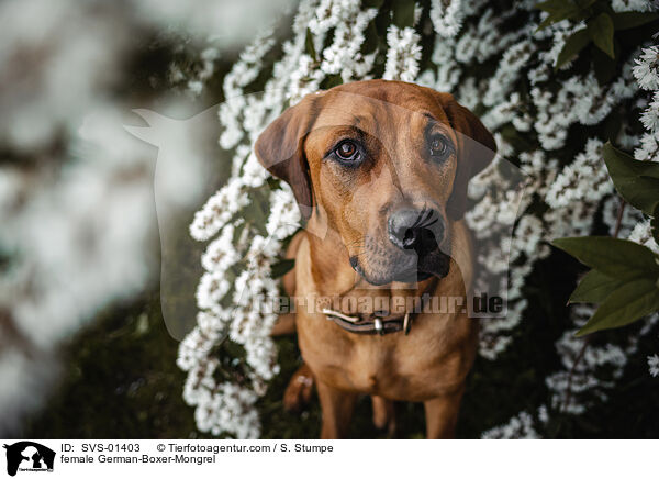 Deutscher-Boxer-Mischling Hndin / female German-Boxer-Mongrel / SVS-01403