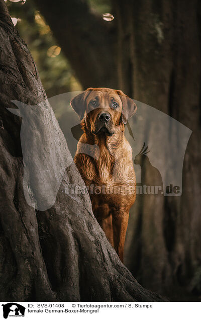 Deutscher-Boxer-Mischling Hndin / female German-Boxer-Mongrel / SVS-01408