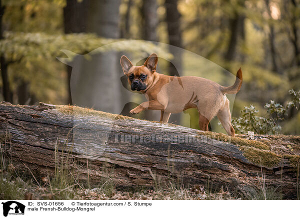 Franzsiche-Bulldogge-Mischling Rde / male Frensh-Bulldog-Mongrel / SVS-01656