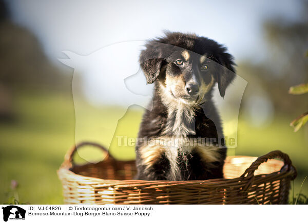 Berner-Sennenhund-Weier-Schweizer-Schferhund Welpe / Bernese-Mountain-Dog-Berger-Blanc-Suisse Puppy / VJ-04826