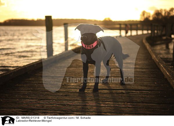 Labrador-Retriever-Mischling / Labrador-Retriever-Mongel / MARS-01318