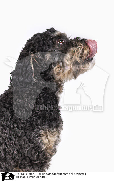 Tibet-Terrier-Mischling / Tibetan-Terrier-Mongrel / NC-03086