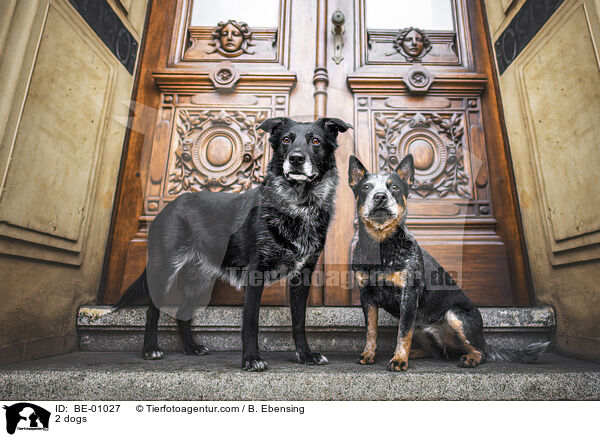 2 Hunde / 2 dogs / BE-01027