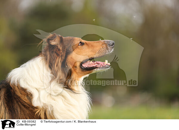 Collie-Mischling / Collie-Mongrel / KB-09382