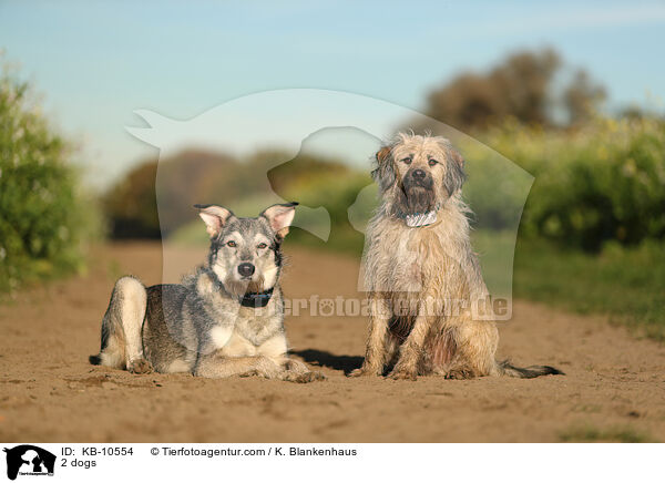 2 Hunde / 2 dogs / KB-10554