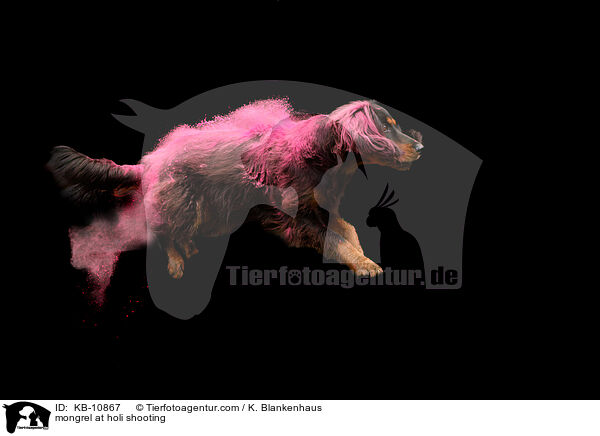 Mischling mit Holipulver / mongrel at holi shooting / KB-10867