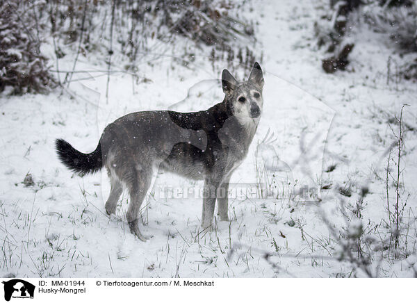 Husky-Mischling / Husky-Mongrel / MM-01944