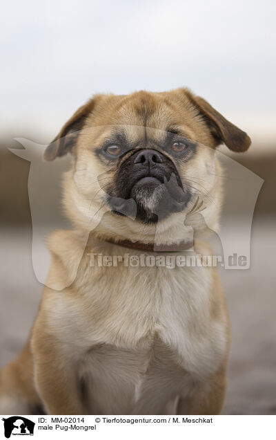 Mops-Mischling Rde / male Pug-Mongrel / MM-02014