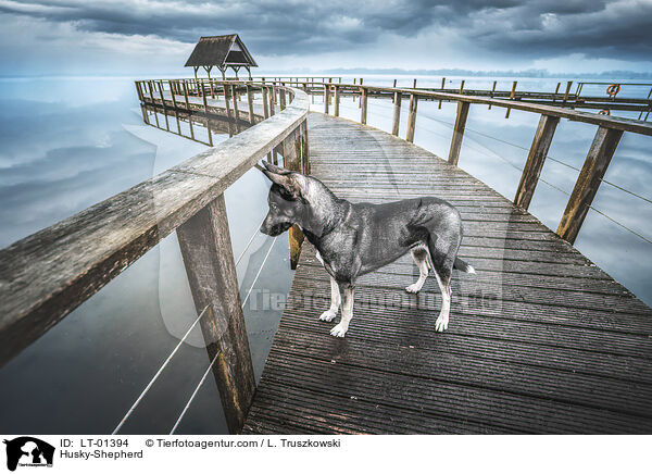 Husky-Schferhund / Husky-Shepherd / LT-01394