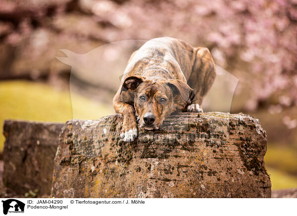 Podenco-Mischling / Podenco-Mongrel / JAM-04290