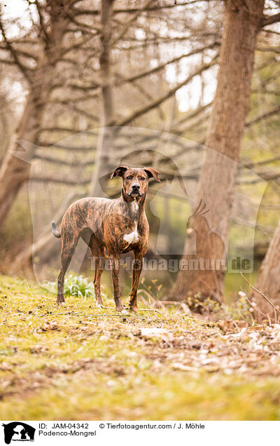 Podenco-Mischling / Podenco-Mongrel / JAM-04342