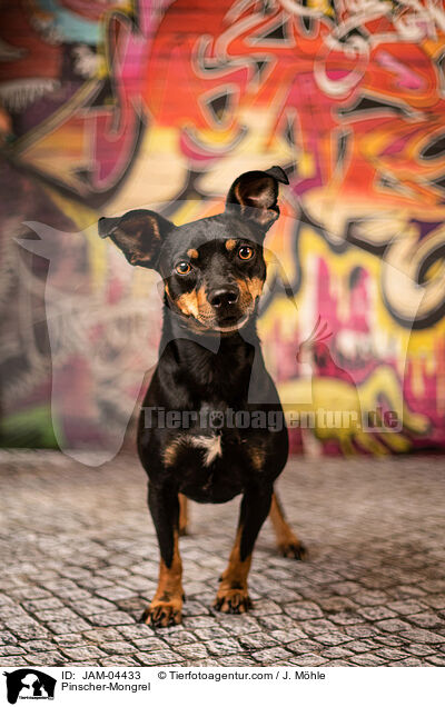 Pinscher-Mischling / Pinscher-Mongrel / JAM-04433