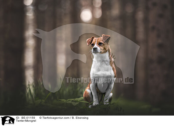 Terrier-Mischling / Terrier-Mongrel / BE-01159