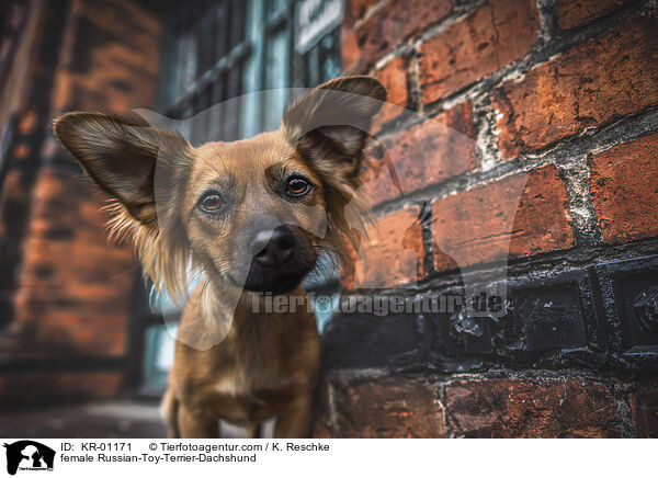 Russischer-Toy-Terrier-Dackel Weibchen / female Russian-Toy-Terrier-Dachshund / KR-01171