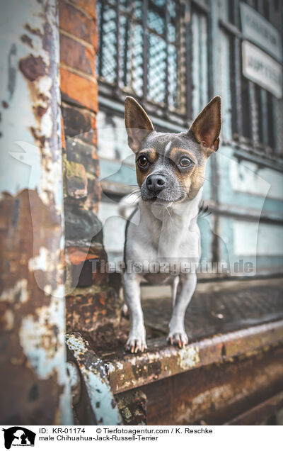 Chihuahua-Jack-Russell-Terrier Rde / male Chihuahua-Jack-Russell-Terrier / KR-01174