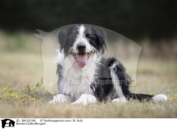 Border-Collie-Mischling / Border-Collie-Mongrel / BK-02188