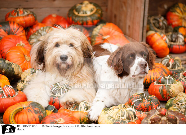 Hunde / dogs / KB-11956