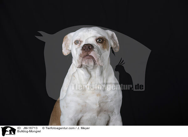 Bulldog-Mischling / Bulldog-Mongrel / JM-16713