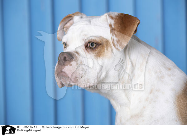 Bulldog-Mischling / Bulldog-Mongrel / JM-16717