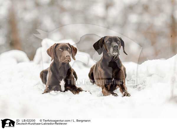 Labrador-Retriever-Deutsch-Kurzhaar / Deutsch-Kurzhaar-Labrador-Retriever / LB-02200