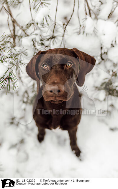 Labrador-Retriever-Deutsch-Kurzhaar / Deutsch-Kurzhaar-Labrador-Retriever / LB-02205