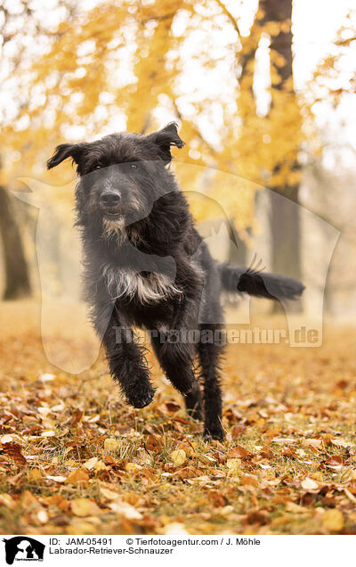 Labrador-Retriever-Schnauzer / Labrador-Retriever-Schnauzer / JAM-05491