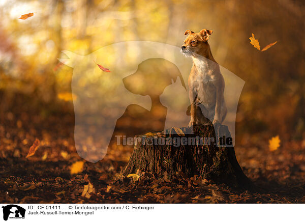 Jack-Russell-Terrier-Mischling / Jack-Russell-Terrier-Mongrel / CF-01411