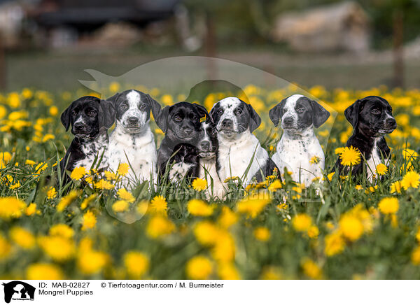 Mongrel Puppies / MAB-02827