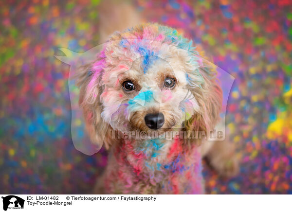 Toy-Poodle-Mongrel / LM-01482