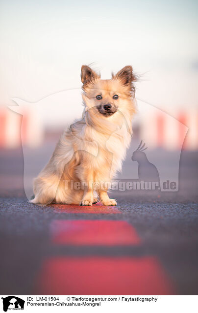 Zwergspitz-Chihuahua-Mix / Pomeranian-Chihuahua-Mongrel / LM-01504