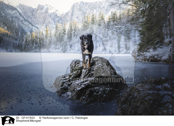 Schferhund-Mischling / Shepherd-Mongrel / CF-01503