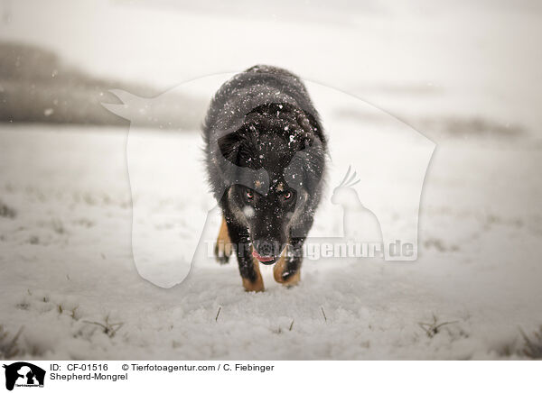 Schferhund-Mischling / Shepherd-Mongrel / CF-01516