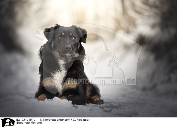 Schferhund-Mischling / Shepherd-Mongrel / CF-01519