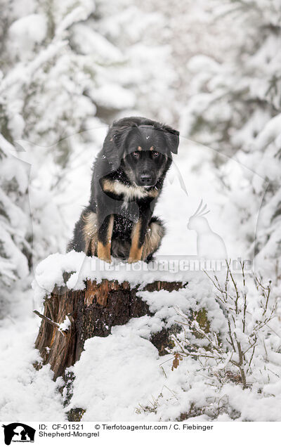 Schferhund-Mischling / Shepherd-Mongrel / CF-01521