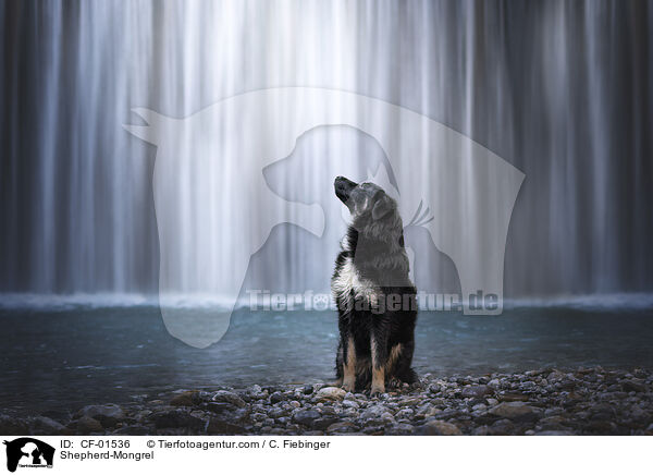 Schferhund-Mischling / Shepherd-Mongrel / CF-01536