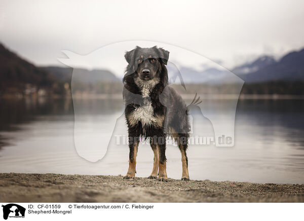 Schferhund-Mischling / Shepherd-Mongrel / CF-01559