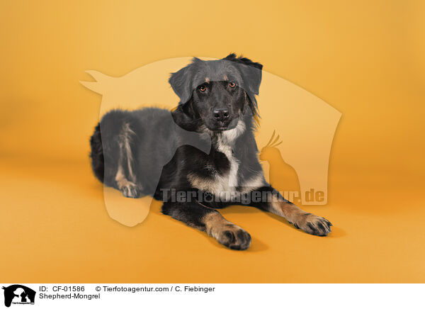 Schferhund-Mischling / Shepherd-Mongrel / CF-01586