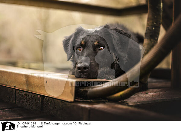Schferhund-Mischling / Shepherd-Mongrel / CF-01618
